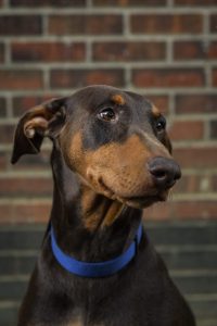 Archer provides Animal-Assisted Therapy at Creative Family Counseling